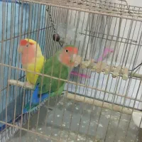 کوتوله برزیلی|پرنده|شیراز, فاضل|دیوار