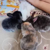خرگوش