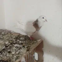 طوقی|پرنده|سنندج, |دیوار