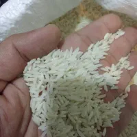 برنج هاشمی محلی صومعه‌سرا گیلان|خوردنی و آشامیدنی|تهران, سبلان (لشگر)|دیوار