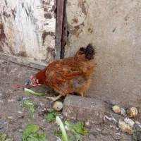 مرغ تخمگذار|حیوانات مزرعه|قدس, شهرقدس|دیوار