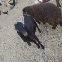 دو عدد کهره نر|حیوانات مزرعه|امیدیه, |دیوار