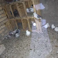 کبوتر تهرونی