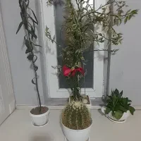 گیاه