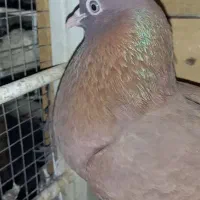 گره|پرنده|بندرعباس, |دیوار