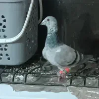 سوسکی سبز