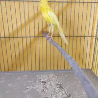 قناری نر|پرنده|ملایر, |دیوار