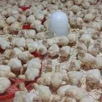 پخش جوجه بوقلمون گوشتی بیوتی 6در فروشگاه اردک فارم