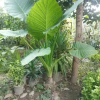 گل و‌گیاه|گل و گیاه طبیعی|چالوس, |دیوار