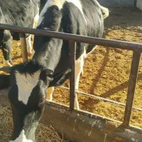 گاو شیری|حیوانات مزرعه|سرولایت, |دیوار