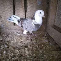 کفتر پرشی به شرط|پرنده|خزل, |دیوار