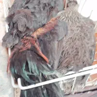 خروس و مرغ|حیوانات مزرعه|خرمشهر, |دیوار