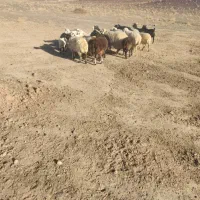 فروش میش بره دار|حیوانات مزرعه|نیریز, |دیوار