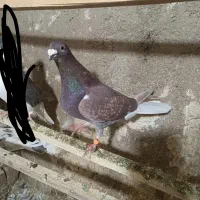 کبوتر|پرنده|خاوران, |دیوار