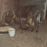خر گله ای
