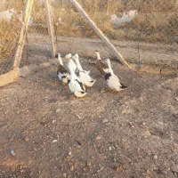 بوقلمون و غاز و اردک کاکولی و مرغ  خروس درجه ۱سالم|حیوانات مزرعه|شاهین دژ, |دیوار