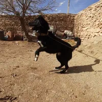 سگ دو رگه مخصوص نگهبانی و گله