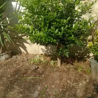 پالم ، یوکا ، یاس هلندی ، بابا آدم ، کاج ابلق|گل و گیاه طبیعی|اطاقور, |دیوار