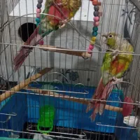 عروس  گرینچیک