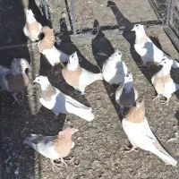 کبوتر طوق وحسن خانی