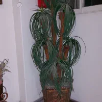 درخت و گل مصنوعی|گل مصنوعی|تهران, فلسطین (میدان انقلاب)|دیوار