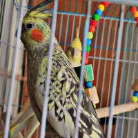 عروس هلندی|پرنده|زالیان, |دیوار