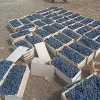 انگور دیمی سردشت