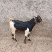 سلام دو راس بز جوان نژادی