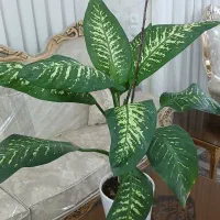 گل طبیعی|گل مصنوعی|مشهد, موسوی قوچانی|دیوار