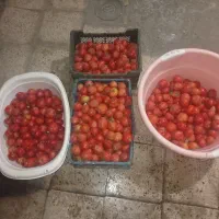 50 کیلو گوجه فرنگی تازه