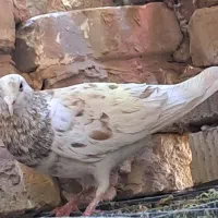کبوتر معاوضه