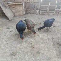 چهار عدد لاری|حیوانات مزرعه|شوط, |دیوار