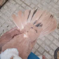 کلاغ کربلایی|پرنده|مشهد, شهرک شیرین|دیوار