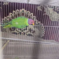 جفت ملنگو کله فندوقی مولد