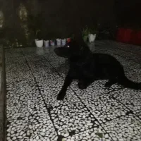 واگذاری سگ ژرمنشولاینبلاک۲ساله،تعلیم دیده|سگ|رحیمآباد, |دیوار