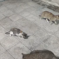 حمایت از گربه ها(سرپرستی)|گربه|تهران, پونک|دیوار