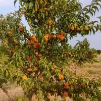 باغ-حلال-آباد