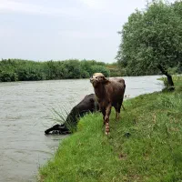 گاوچران|استخدام سرایداری و نظافت|پارسآباد, |دیوار