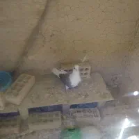 دوعدد گفتر یدونه ماده دوکت سیاه ویکی جوجه سرور|پرنده|کهریزک, |دیوار