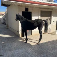 اسب کرد مادیون