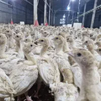 جوجه بوقلمون بیوتی 6،  یکماهه