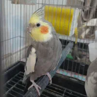 عروس هلندی جفت