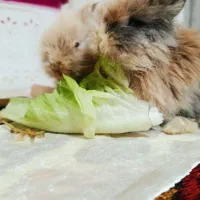 فروشی خرگوش لوپی|موش و خرگوش|تبریز, |دیوار