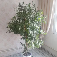 درخت اپارتمانی گل اپارتمانی