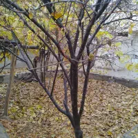 خانه (ساختمان)ویلایی سنددار|فروش خانه و ویلا|هشتگرد, هشتگرد قدیم|دیوار