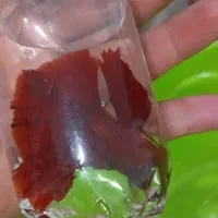 ماهی فایتر|ماهی|دورود, |دیوار