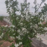 باغچه