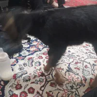 کهره ۳ میلیون مادر نداره مقطوع فقط تماس|حیوانات مزرعه|مرودشت, محمد آباد|دیوار