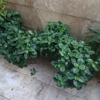 گل قاشقی بزرگ|گل و گیاه طبیعی|شهریار, شهرک وائین|دیوار