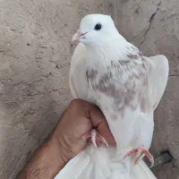 بوقلمون و طوقی|حیوانات مزرعه|لامرد, |دیوار